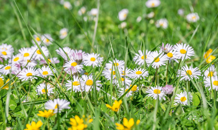 A green field with close-up daisies and buttercups